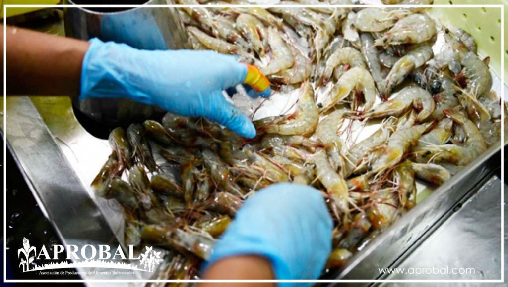 BIORREMEDIACION, PRODUCTIVIDAD Y SOSTENIBILIDAD AMBIENTAL EN CULTIVOS DE CAMARÓN
