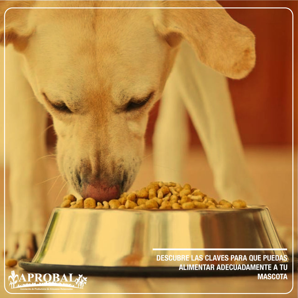 DESCUBRE LAS CLAVES PARA QUE PUEDAS ALIMENTAR ADECUADAMENTE A TU MASCOTA