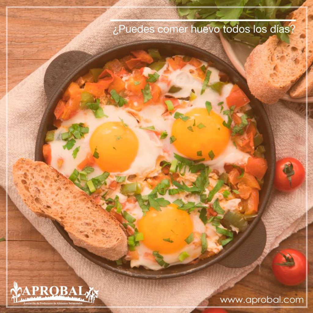 ¿PUEDES COMER HUEVO TODOS LOS DÍAS?