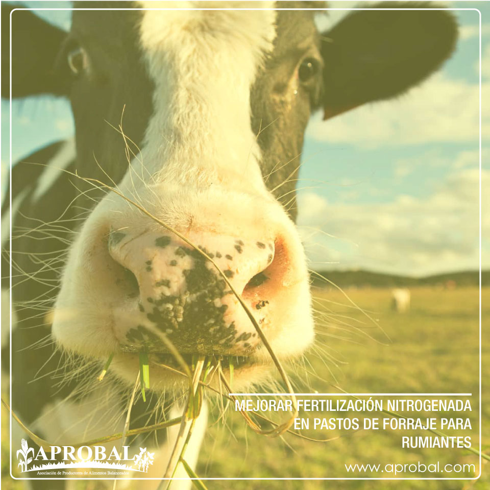 MEJORAR FERTILIZACIÓN NITROGENADA EN PASTOS DE FORRAJE PARA RUMIANTES