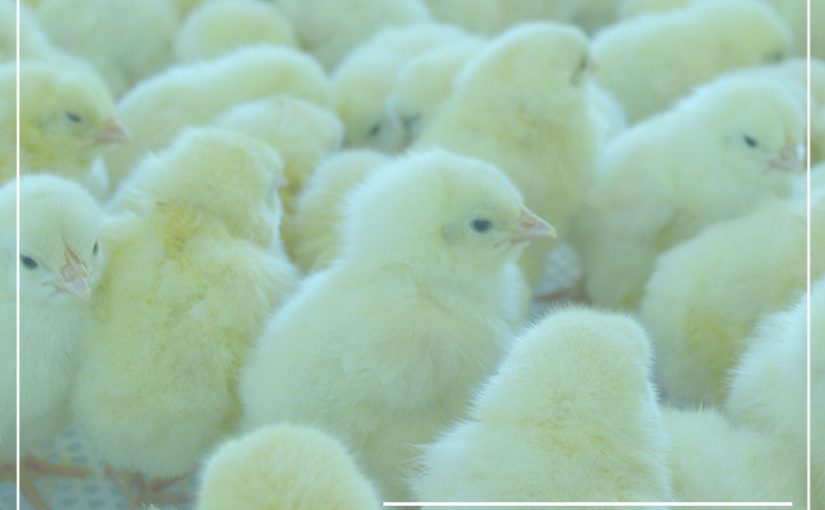 MEJORE LA SALUD AVIAR Y OPTIMICE LA EFICIENCIA PRODUCTIVA