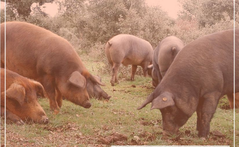 BELLOTAS, EL SUPERALIMENTO IBÉRICO DE MODA