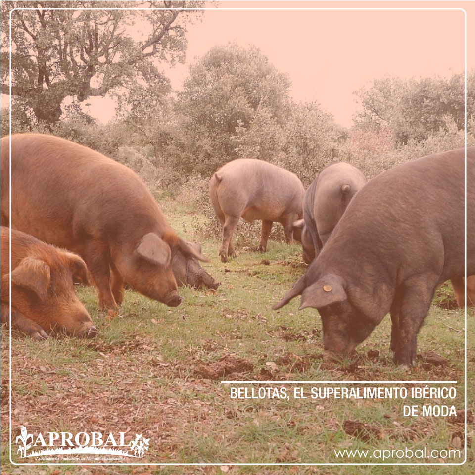 BELLOTAS, EL SUPERALIMENTO IBÉRICO DE MODA