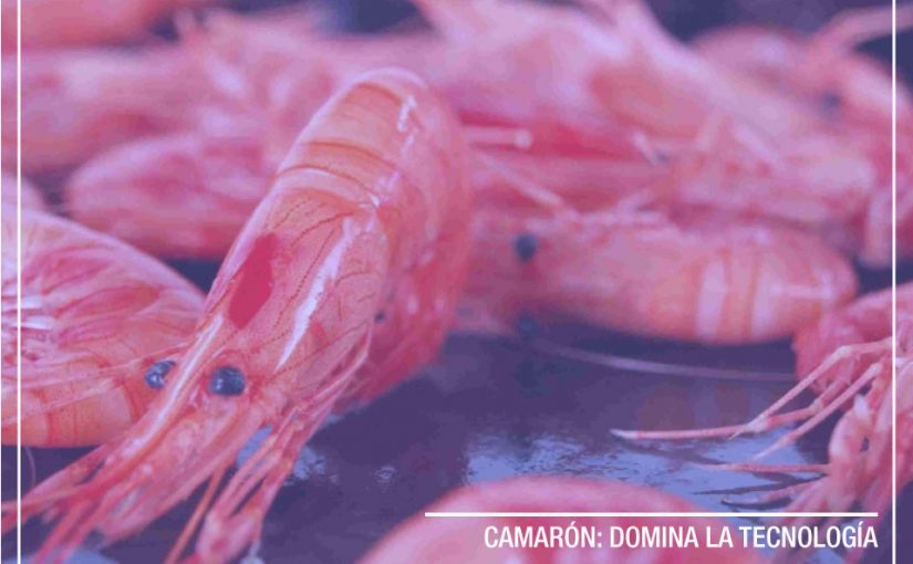 CAMARÓN: DOMINA LA TECNOLOGÍA