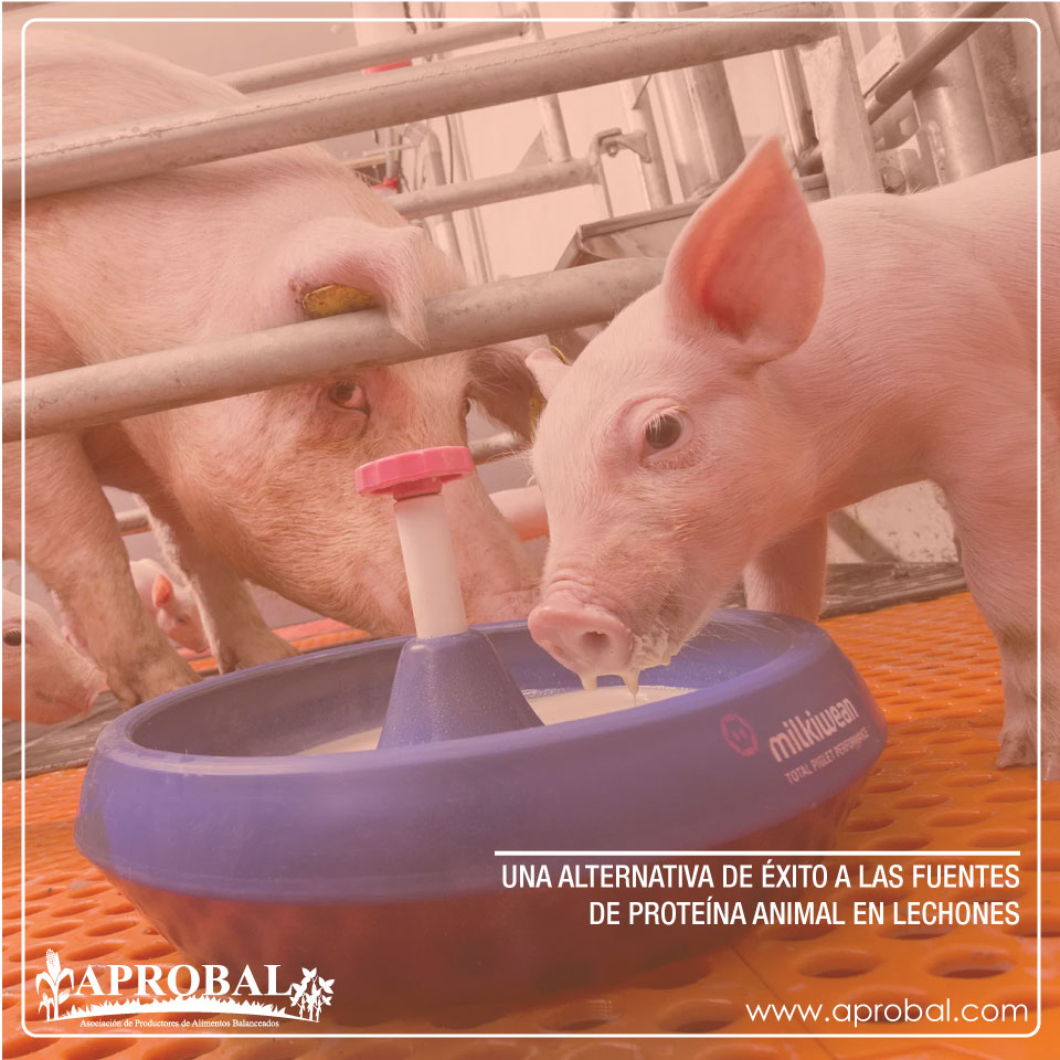 UNA ALTERNATIVA DE ÉXITO A LAS FUENTES DE PROTEÍNA ANIMAL EN LECHONES