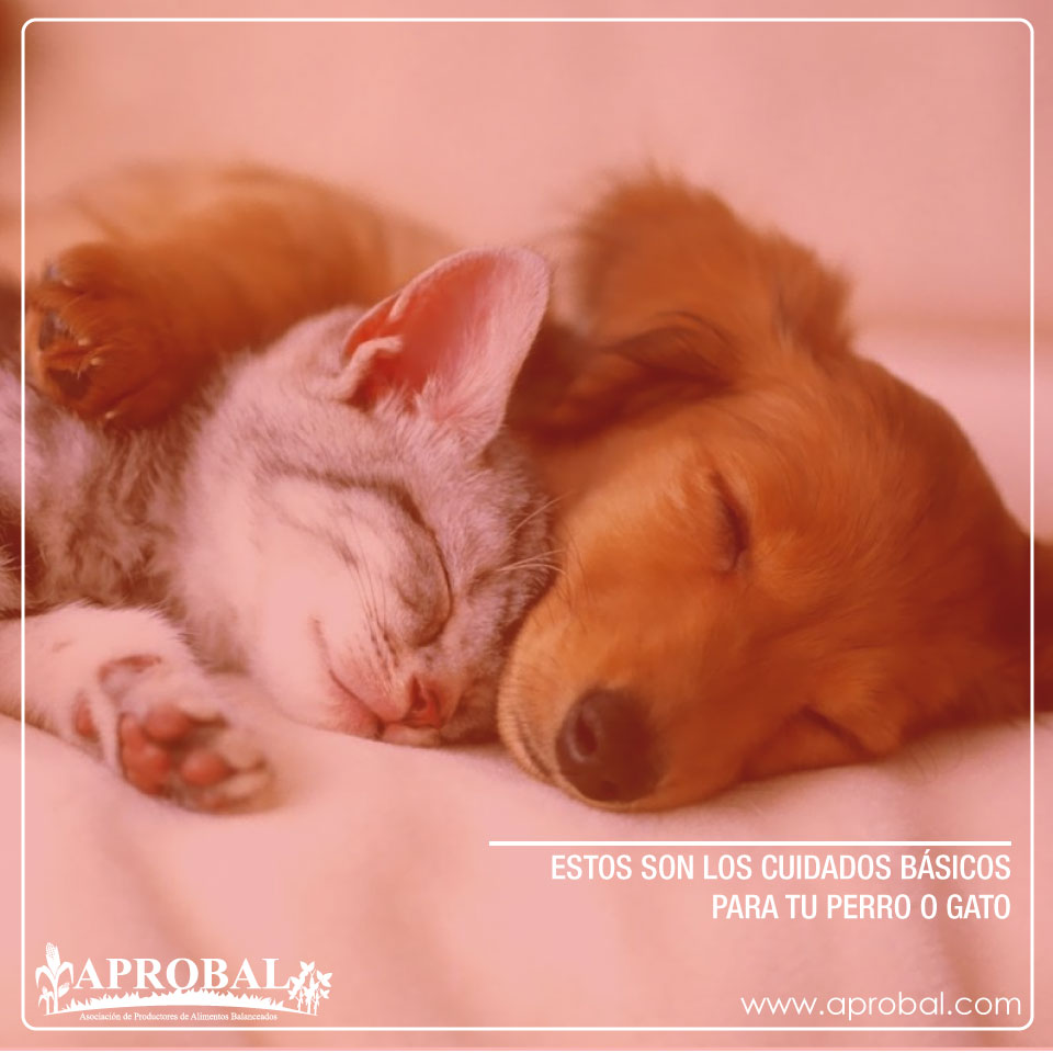 ESTOS SON LOS CUIDADOS BÁSICOS PARA TU PERRO O GATO