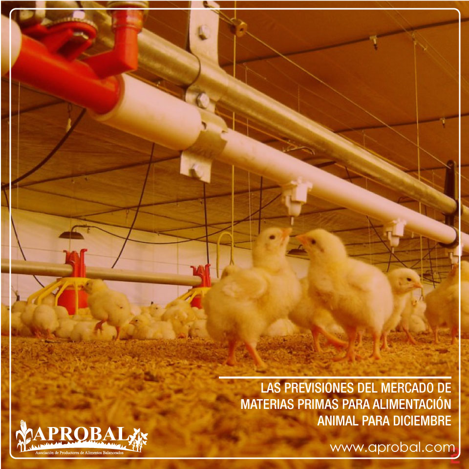 LAS PREVISIONES DEL MERCADO DE MATERIAS PRIMAS PARA ALIMENTACIÓN ANIMAL PARA DICIEMBRE