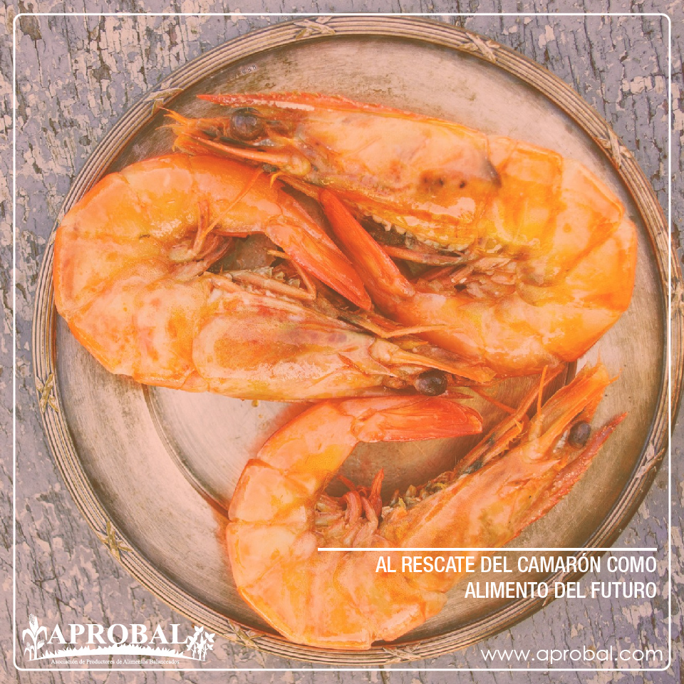 AL RESCATE DEL CAMARÓN COMO ALIMENTO DEL FUTURO
