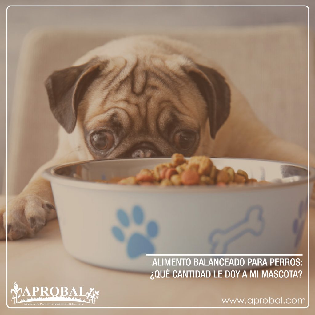 ALIMENTO BALANCEADO PARA PERROS: ¿QUÉ CANTIDAD LE DOY A MI MASCOTA?