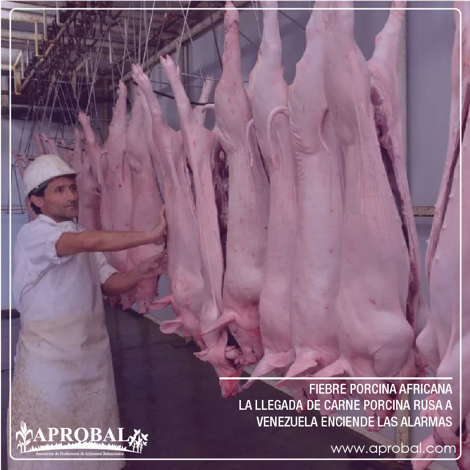 FIEBRE PORCINA AFRICANA, LA LLEGADA DE CARNE PORCINA RUSA A VENEZUELA ENCIENDE LAS ALARMAS