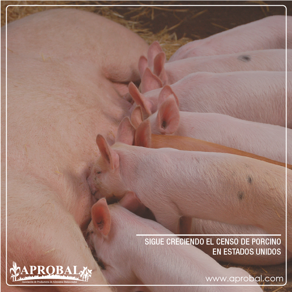 SIGUE CRECIENDO EL CENSO DE PORCINO EN ESTADOS UNIDOS