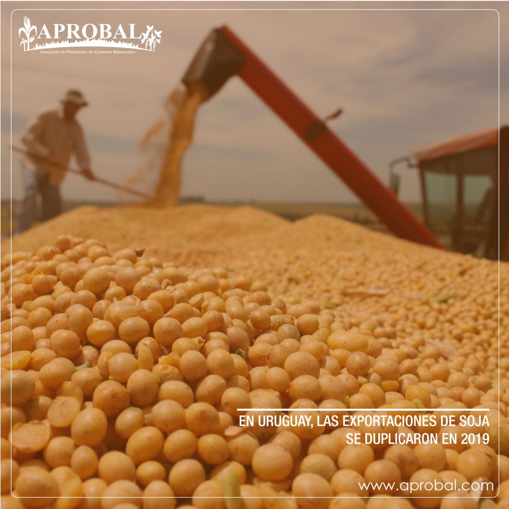 EN URUGUAY, LAS EXPORTACIONES DE SOJA SE DUPLICARON EN 2019
