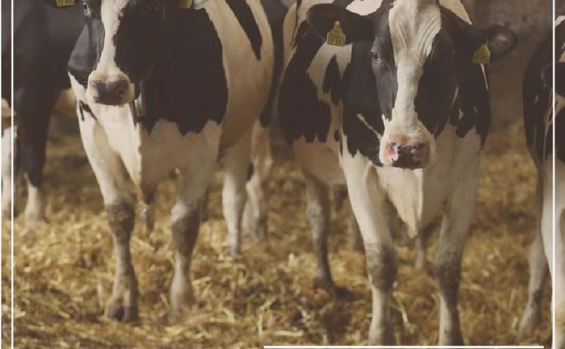 ¿CÓMO MITIGAR NIVELES BAJOS DE CALCIOS EN VACAS LECHERAS?