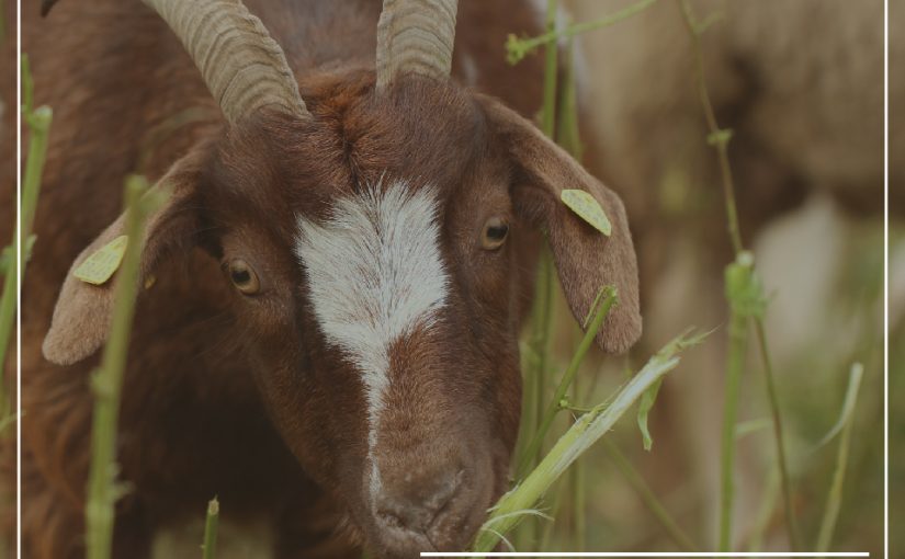 BENEFICIOS NUTRICIONALES DE LA CARNE DE CORDERO