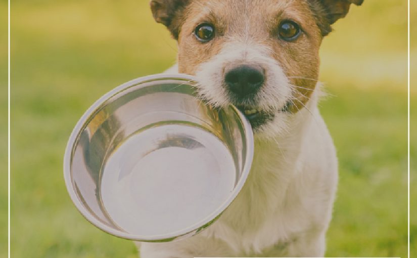 OMEGA 3, ¿BUENO TAMBIÉN PARA TU MASCOTA?