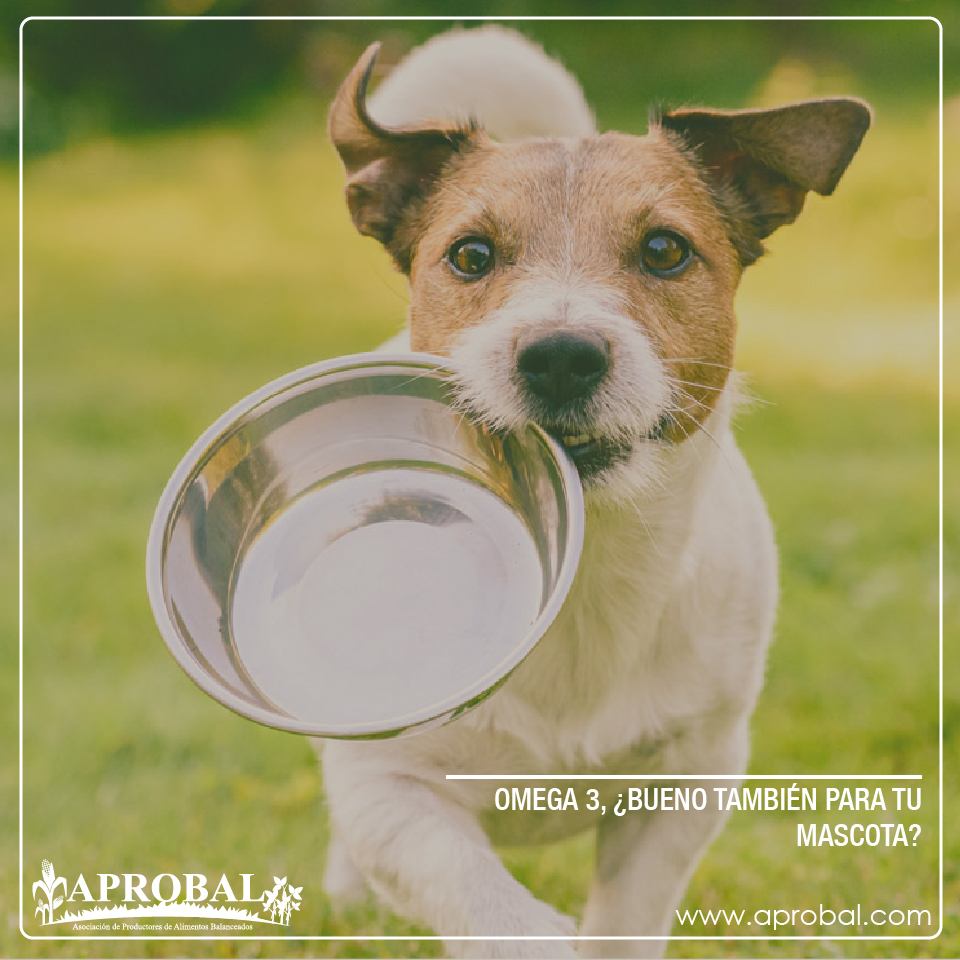 OMEGA 3, ¿BUENO TAMBIÉN PARA TU MASCOTA?