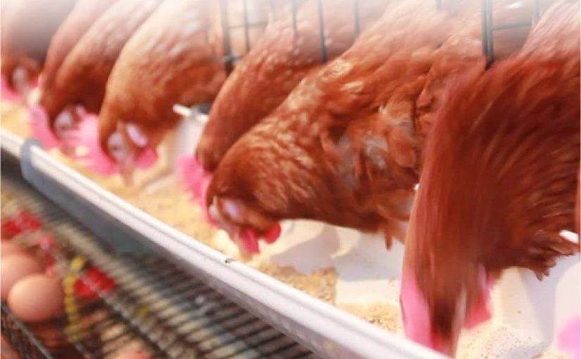 Hacia el bienestar nutricional