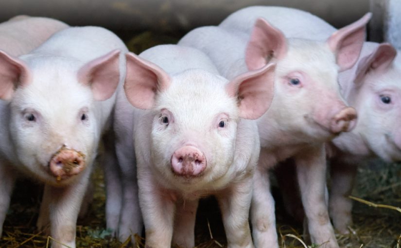 MATERIAS PRIMAS PARA LA ELABORACIÓN DE ALIMENTOS PARA CERDOS​