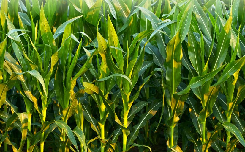 EN LAS DIVERSAS ZONAS DE ECUADOR SE CULTIVAN 29 TIPOS DE MAÍZ EN LA ACTUALIDAD
