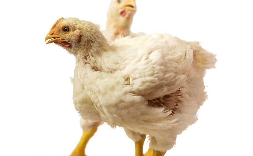 VALORACIÓN DE LA INTEGRIDAD INTESTINAL EN AVES