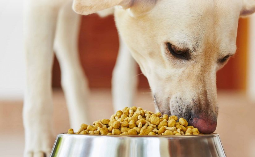 CÓMO ENCONTRAR UN EQUILIBRIO EN LA ALIMENTACIÓN DE LAS MASCOTAS