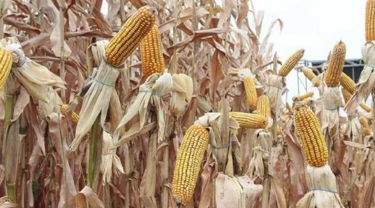 Aprobal considera que desde febrero las condiciones invernales mejoraron sustancialmente para la siembra de maíz ​