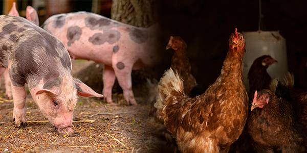 Producción de alimentos balanceados para aves y cerdos creció 6% en 2022