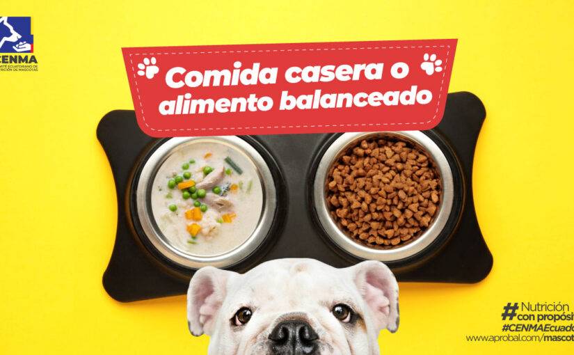 Comida casera y sobras para mascotas ¿Son recomendables?