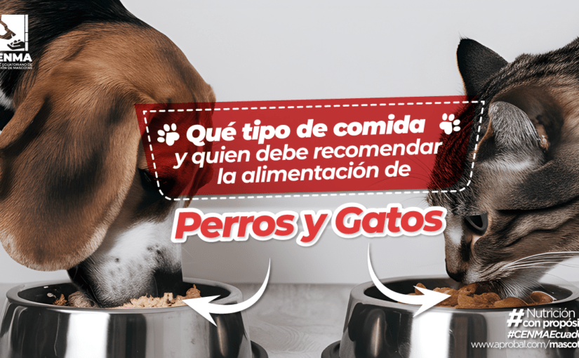 Qué tipo de comida y quién debe recomendar la alimentación de perros y gatos