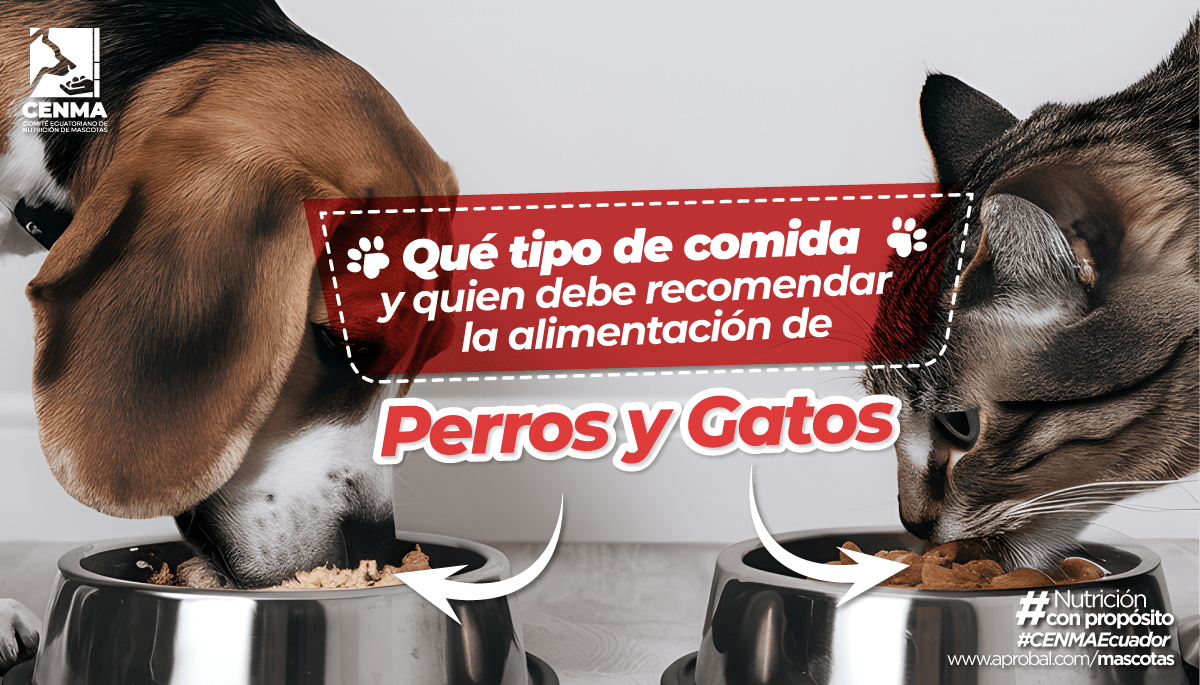 tipo de comida CENMA