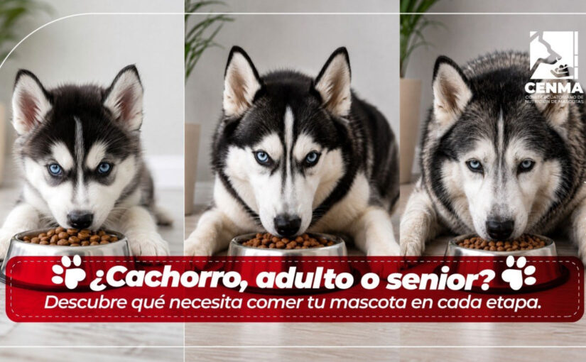 ¿Cachorro, adulto o senior? Que deben comer.