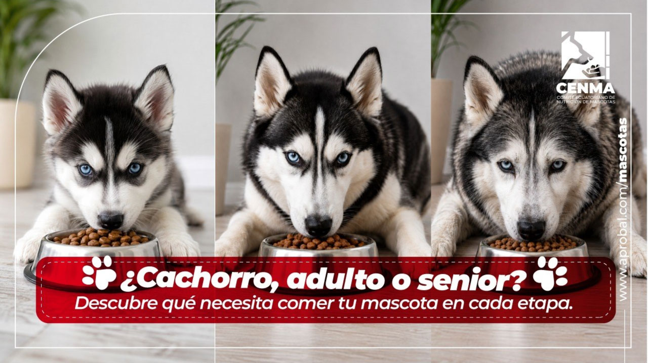 ¿Cachorro, adulto o senior? Descubre qué necesita comer tu mascota en cada etapa CENMA