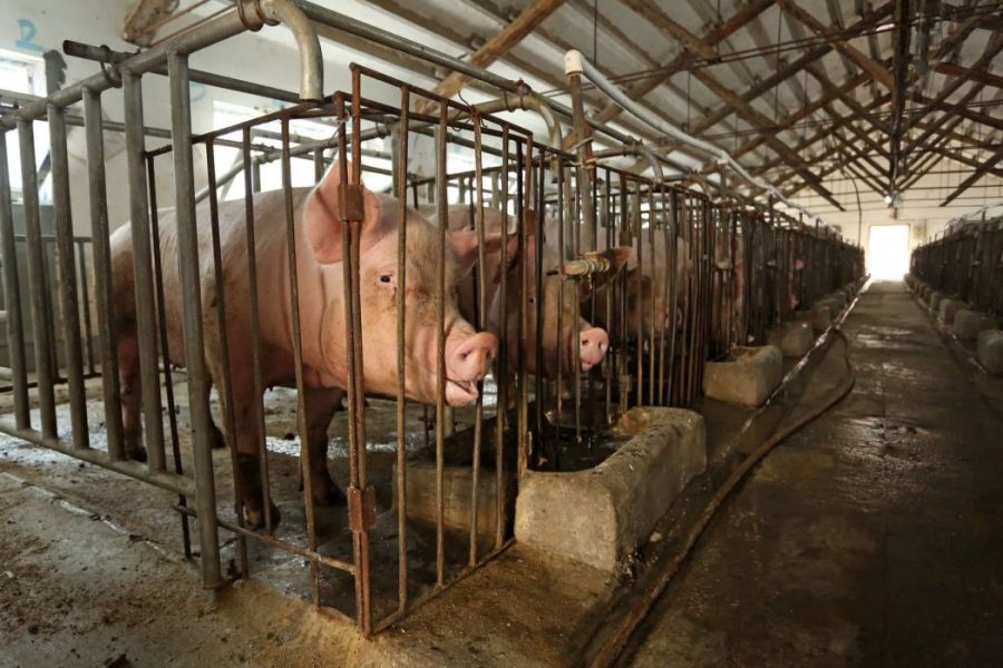 pigs_standing_in_cages